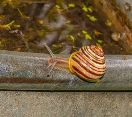 Closeup of a snail (gastropod) crawling in the garden on the edge of a zinc tub with water.