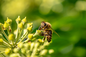 Macro shot of a bee sitting on the blossoms of an ivy and sucking nectar with its proboscis.