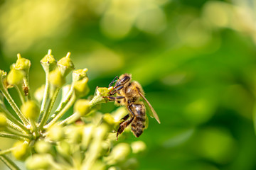 Macro shot of a bee sitting on the blossoms of an ivy and sucking nectar with its proboscis.