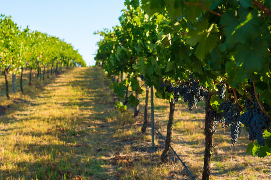 amongst the vines