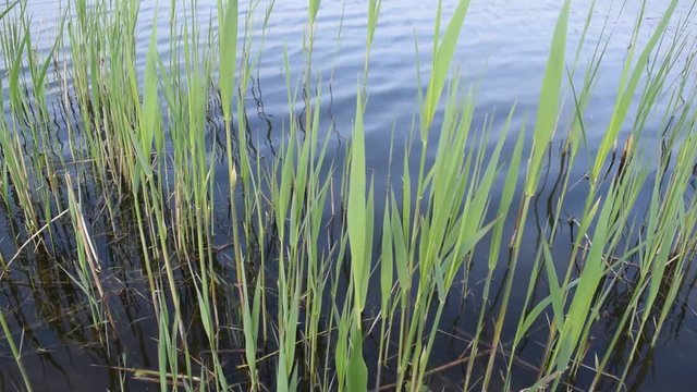Green algae on the background of water in the lake.