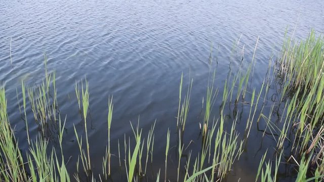 Green algae on the background of water in the lake.