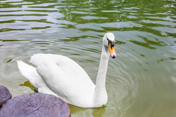 Obraz premium close up of beautiful white swan on a lake