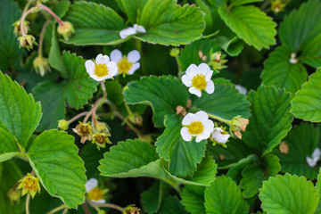 Close up of strawberry flowers on garden