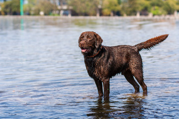 Labrador Alerta