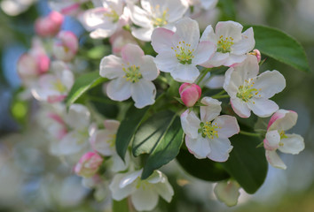 Naklejka na ściany i meble white-pink flowers blooming fruit trees