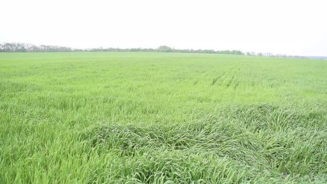 View of the green grass in the field. Nature in summer.