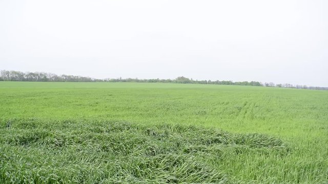 View of the green grass in the field. Nature in summer.