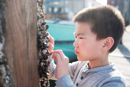 Asian Kid Looking at Mussels on a Vacation