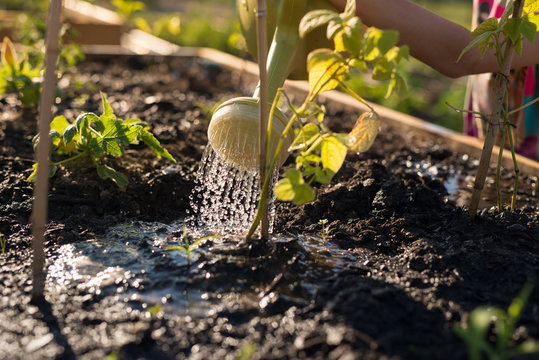 Girl cares for garden plot and waters family vegetable garden