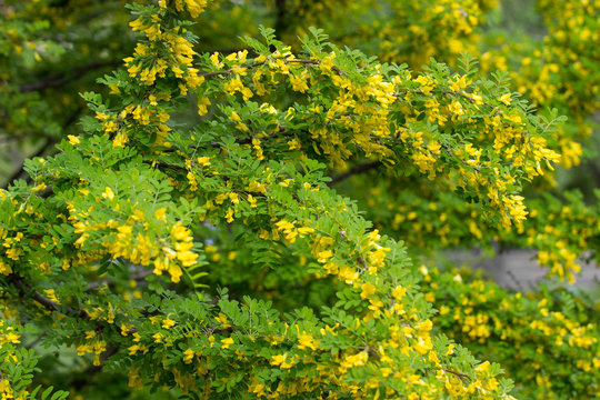 Flowers of yellow acacia in the color, Caragan tree, close-up