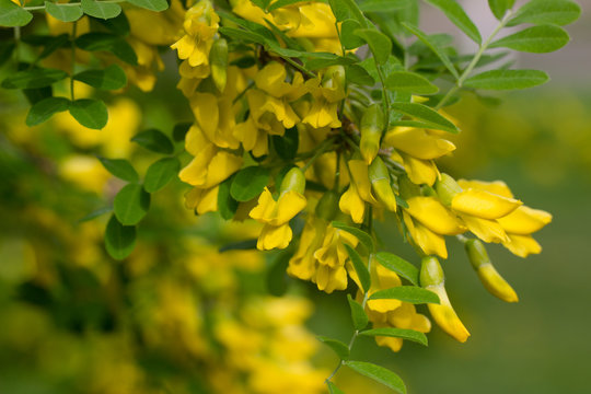 Flowers of yellow acacia in the color, Caragan tree, close-up, macro