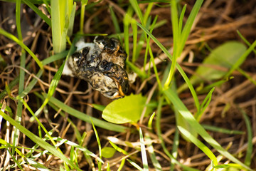 Black plastic among plants