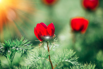 Obraz premium Several flowers of wild peonies are red among the green.