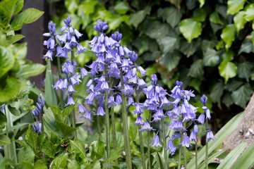 Hasenglöckchen in Blau im Garten Hyacinthoides