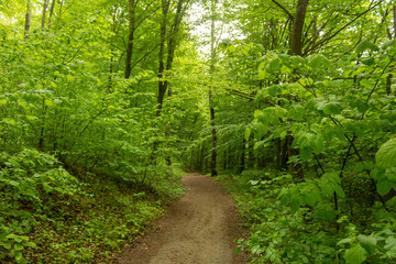 Path in spring green dense forest in rainy day.