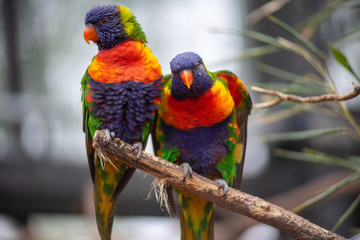 colorful parrots