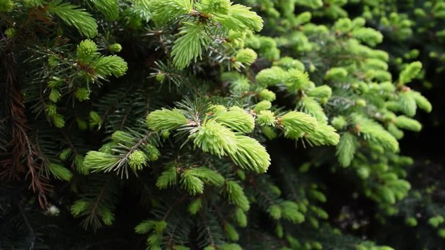 Background of beautiful green pine branches in the Park.