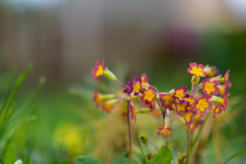 Obraz na płótnie Canvas Primrose plant primrose ordinary purple first spring flower.