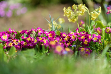 Primrose plant primrose ordinary purple first spring flower.