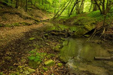 A small river deep in the green forests of Bulgaria in spring rainy day.