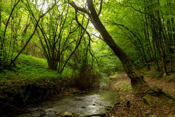 A small river deep in the green forests of Bulgaria in spring rainy day.
