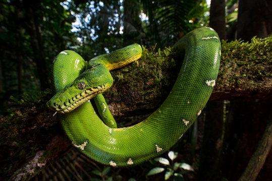 Emerald tree boa 