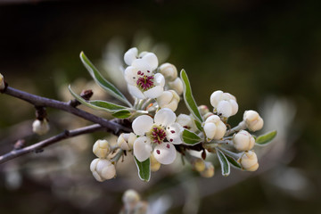 blossem at start of the spring