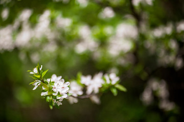 white flowers on tree branches