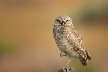 Burrowing Owl