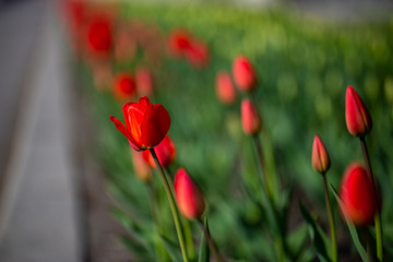 Obraz premium Flower bed with red tulips