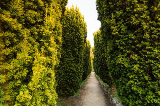 Pathway of green