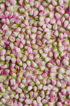 heather flower