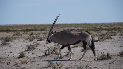 oryx