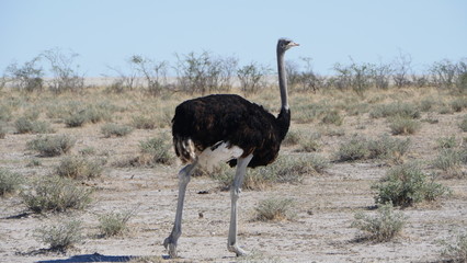 Naklejka premium Avestruz