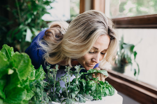 Fototapeta Woman Smelling Basil In Garden
