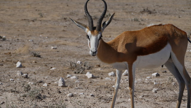 Springbok
