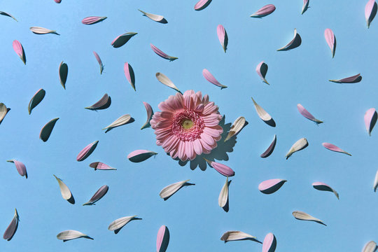 Floral pattern made of petals flowers and bud of gerbera on blue