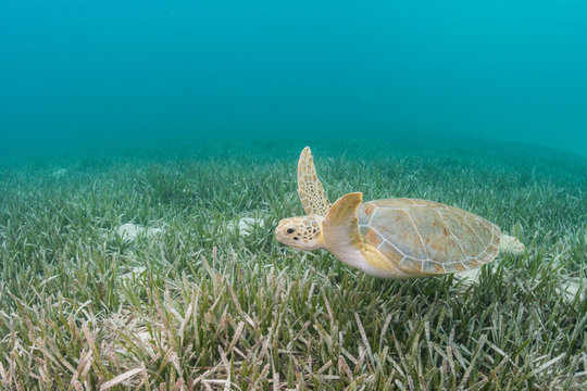 Green Turtles Depend on Seagrass
