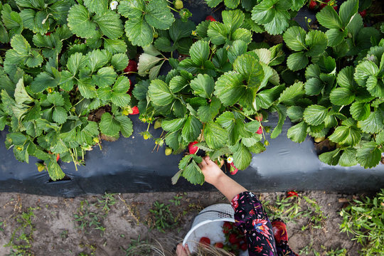 Spring Time Strawberry Picking at a U-Pick Farm with hands reaching or holding berries