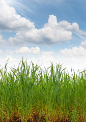 Fototapeta premium Grass cereal field roots soil