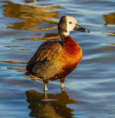 White-faced whistling duck, Dendrocygna viduata, standing in gentle ripple smooth water side view close-up Amboseli National Park Kenya East Africa