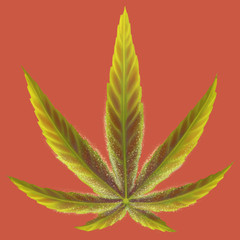 Colourful hand drawn Pineapple Express marijuana leaf on a red background