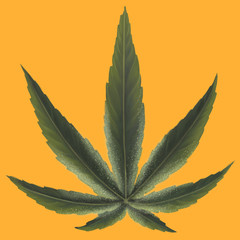 Colourful hand drawn Mango Kush marijuana leaf on an orange background