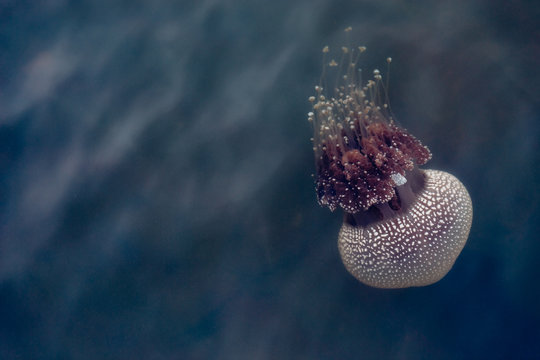 Large Jellyfish in River