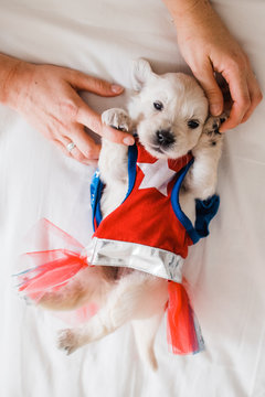 Wonder woman the puppy edition