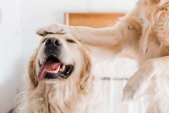 Good Dog