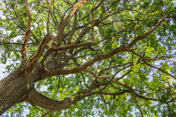 Tree with spring green oak leaves