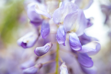 macro picture of a purple flower