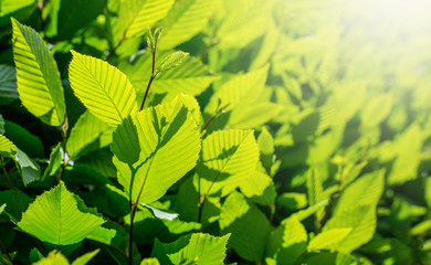 Fototapeta na wymiar green leaves backgrounds